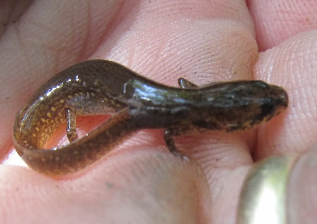 Small Salamanders Crossword